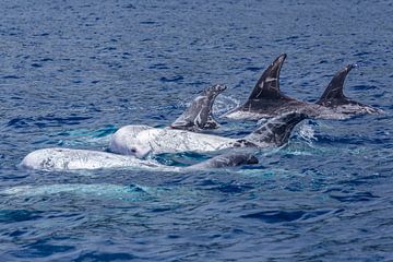 Grijze dolfijnen (Risso's dolphin) sur Easycopters