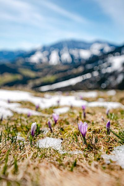 Lentekriebels met krokussen en uitzicht op Oberjoch / Iseler van Leo Schindzielorz