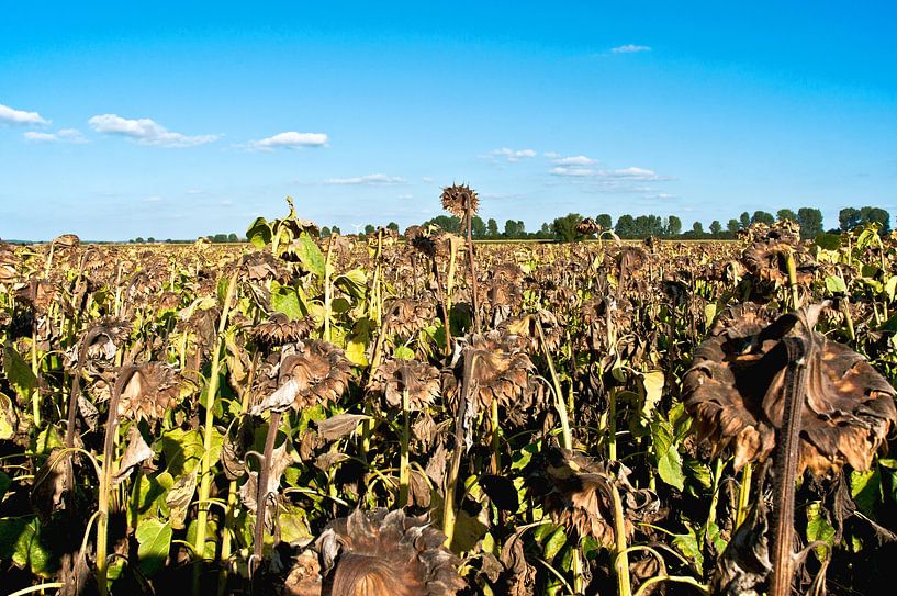 Sonnenblumen vor strahlend blauem Himmel  von Silva Wischeropp