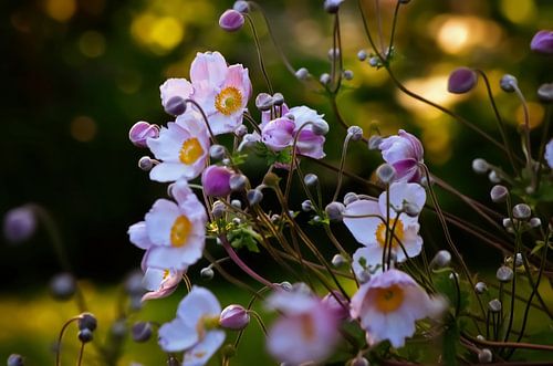 Herfst anemonen in de wind