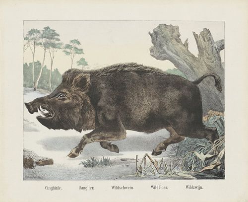 Cinghiale. / Sanglier. / Wildschwein. / Keuler. / Sanglier. / Sanglier par R. Schulz, 1879