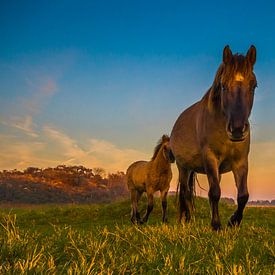 Moeder en veulen Konigs paarden van Ferdinand Mul