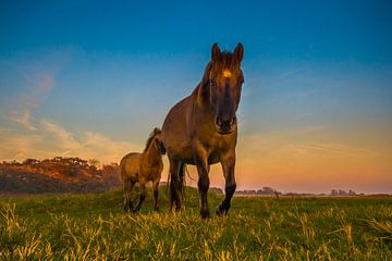 Moeder en veulen Konigs paarden van Ferdinand Mul