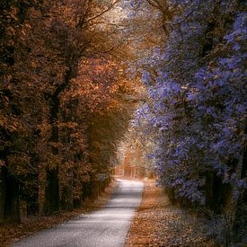 Road to the forest of magic by Thomas Jansen