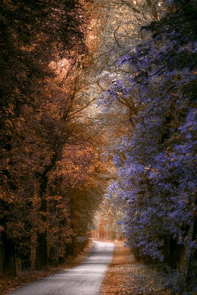 Road to the forest of magic by Thomas Jansen