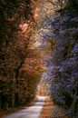 Road to the forest of magic van Thomas Jansen thumbnail