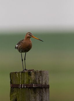 Black-tailed godwit