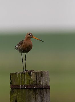 Uferschnepfe von Foekje Hoekstra