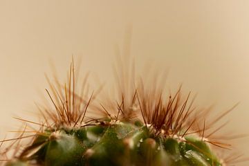 Macro de cactus globe avec gouttes de rosée