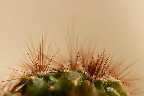 Bolcactus Macro opname met dauwdruppels