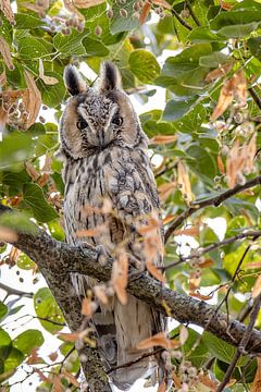 Owl in tree by natascha verbij