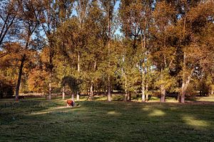 Kuh auf der Wiese an einem Herbsttag
