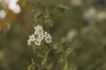 Weiße Leinwandtropfen und Morgentau