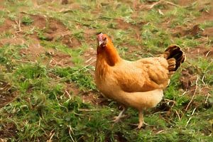 la poule