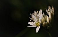 Spring in green and white.