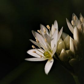 Voorjaar in groen en wit. van Peter Scheermeijer