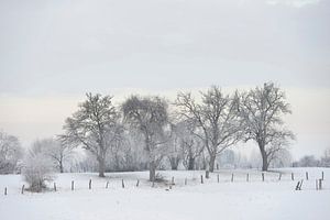 Hoar frosted trees and bushes in rural surrounding, winter, snow sur wunderbare Erde