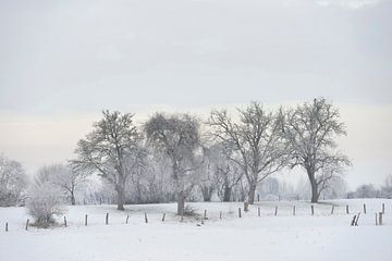 Hoar frosted trees and bushes in rural surrounding, winter, snow van wunderbare Erde