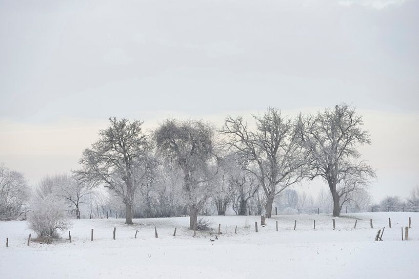 Reifüberzogene Bäume an einem frostigen Wintermorgen am Niederrhein von wunderbare Erde