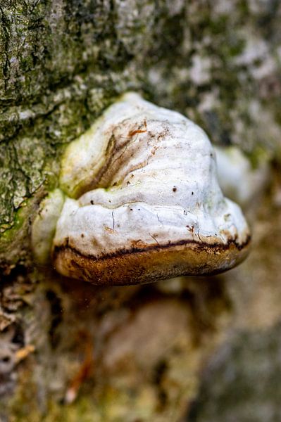 Gros plan d'un champignon d'arbre par Felix Marx
