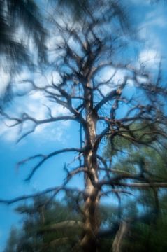 L'arbre brumeux