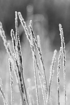 Bevroren gras van André Dorst