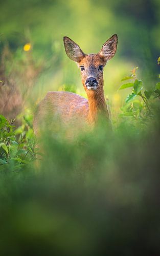 chevreuil sur Andy van der Steen - Fotografie