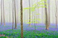 Blooming bluebell flowers in a beech tree forest foggy a sunny s by Sjoerd van der Wal Photography thumbnail
