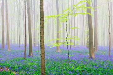 Blooming bluebell flowers in a beech tree forest foggy a sunny s by Sjoerd van der Wal