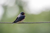 barn swallow