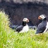 Puffins in the rain on Papey island in Iceland. by Anneke Hooijer