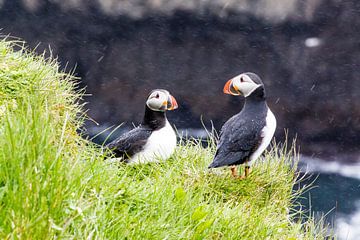 Papegaaiduikers in de regen op Papey eiland in IJsland