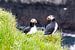 Puffins in the rain on Papey island in Iceland. sur Anneke Hooijer