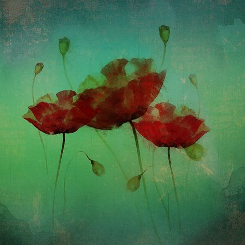 Papavers