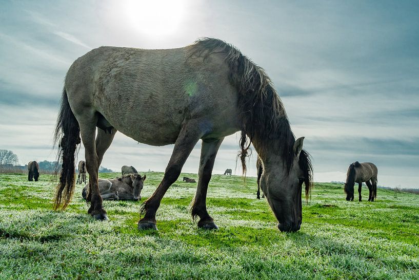 Kou in de lucht by Fokko Erhart