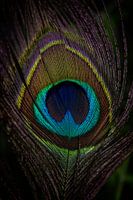 Peacock feather