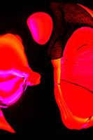 Flamenco 3, Abstracte kunst