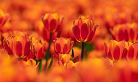 Oranje kleurenpracht von Karin Tebes