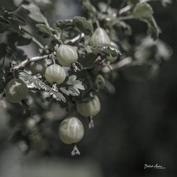 Gooseberries with a soft look