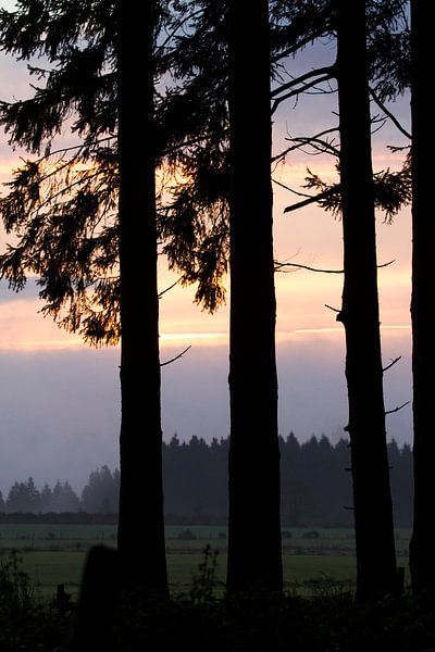 Sunrise at the edge of the forest by rene marcel originals