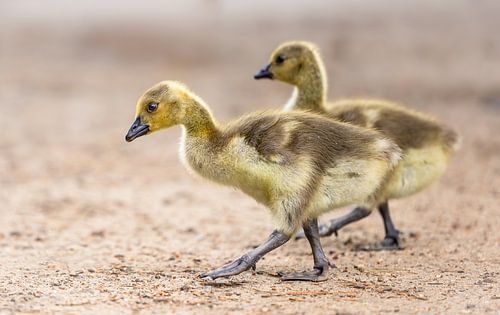 Speelse Jonge Canadese gansjes in de Natuur