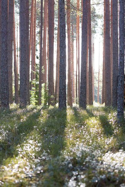 Nature | Sunbeams through the trees by Servan Ott