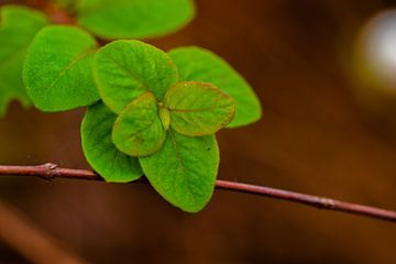 Groene blaadjes van Dianne Peeters