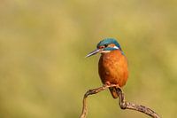 IJsvogel