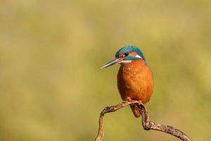 IJsvogel