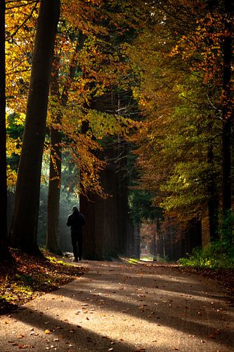 Promenade en forêt