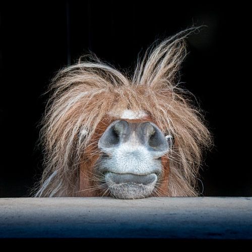 Gekke pony