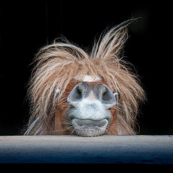 Verrücktes Pony von Marjon Birza