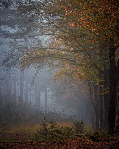 Bos Retreat