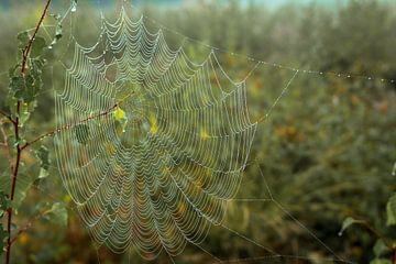 Spinnennetz mit Morgentau von René Jonkhout